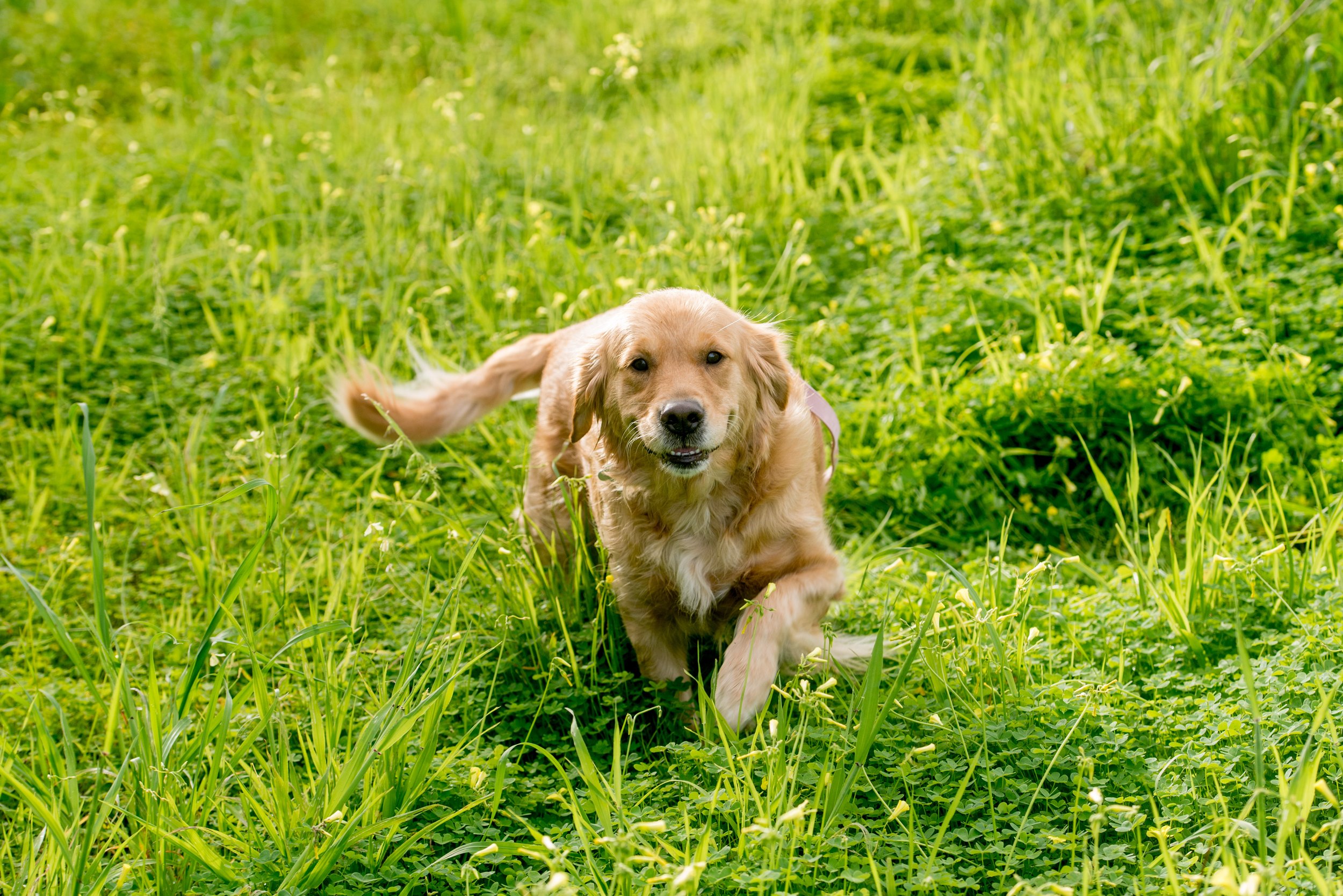Pet photo session